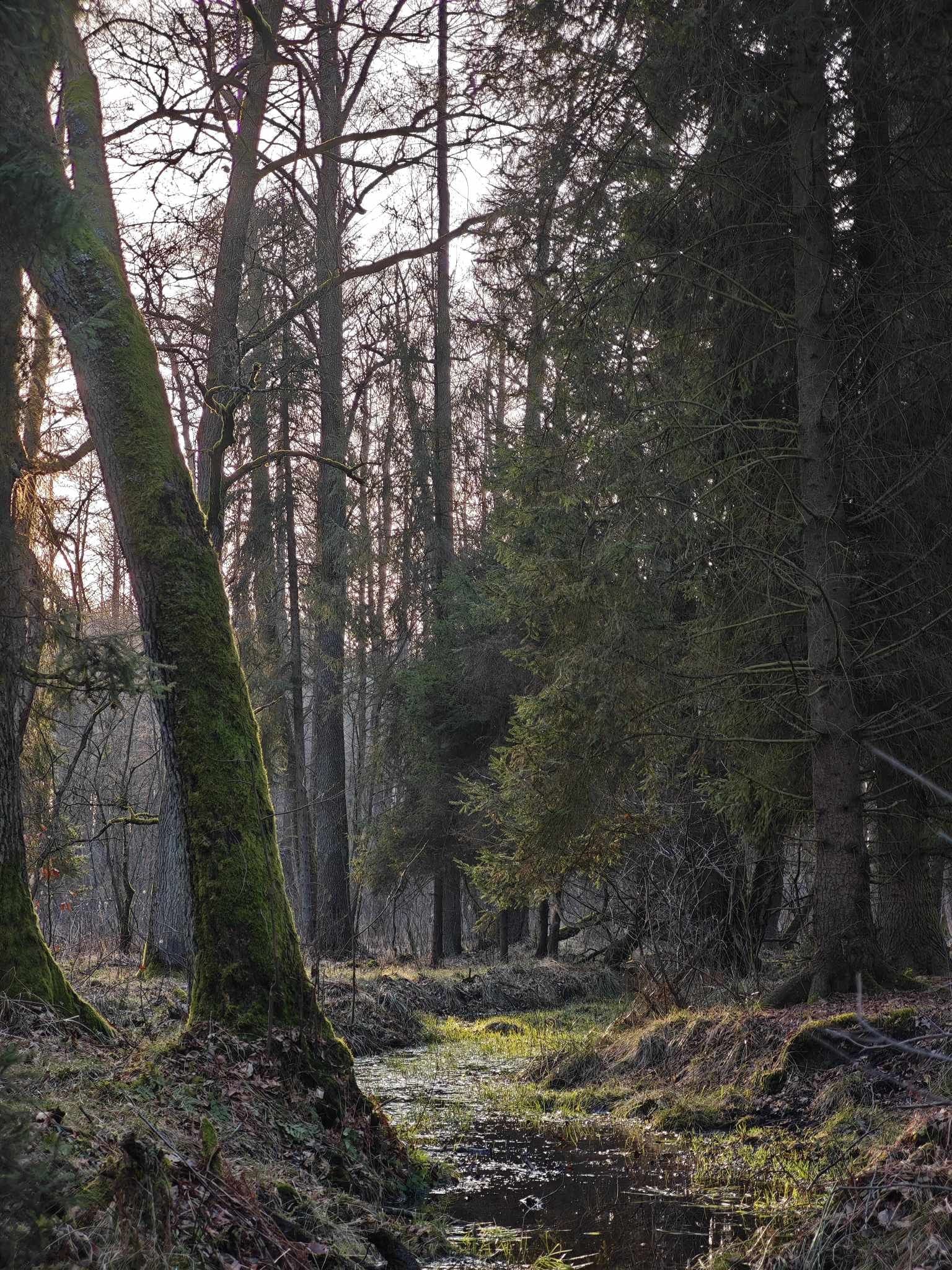 Las wczesnym porankiem