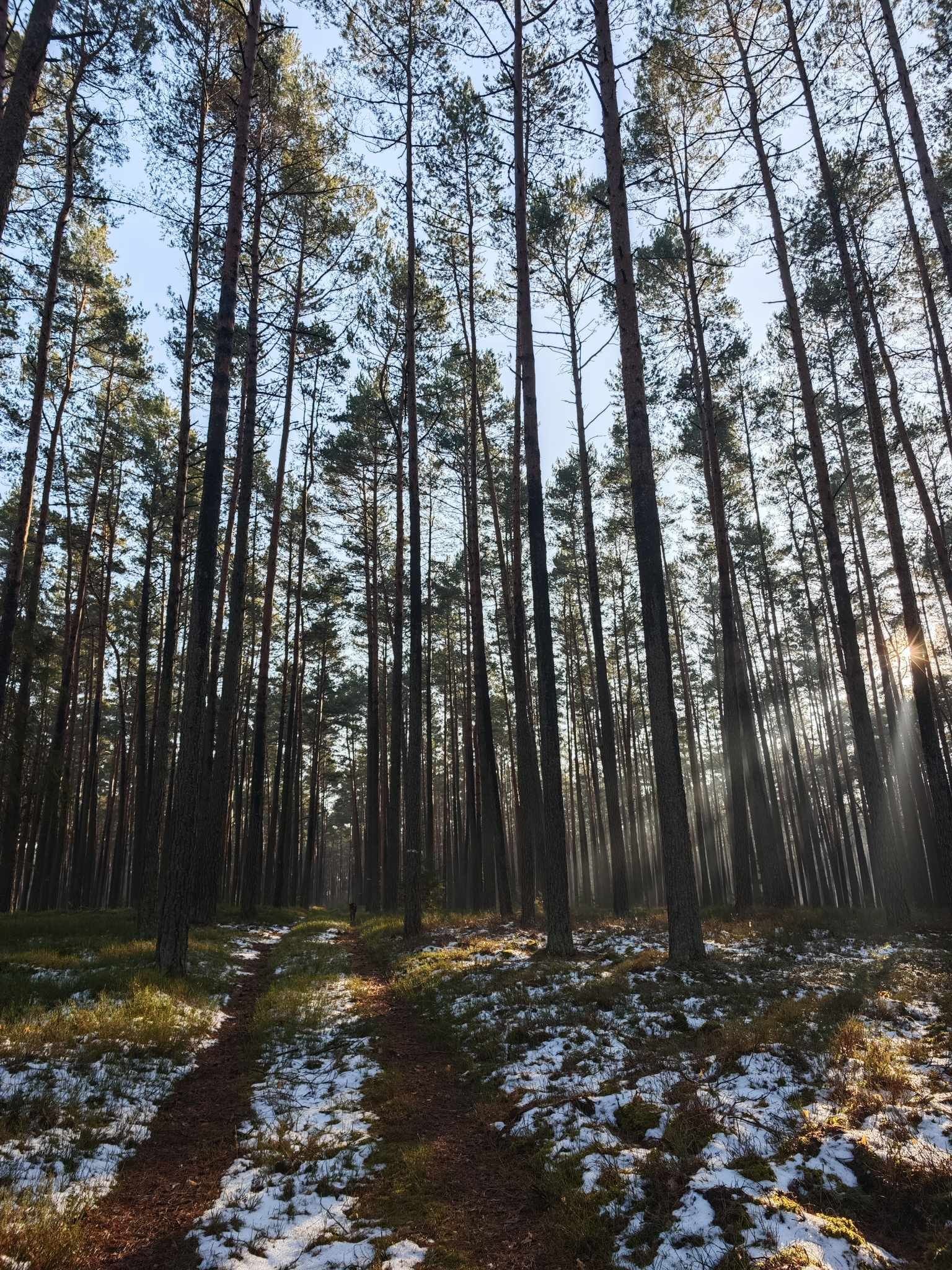 Las wczesną wiosną.